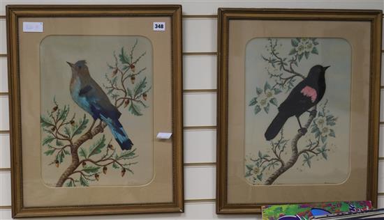 H. Pedrozo, two watercolour and feather pictures of Redwing Blackbird and Bulier Jay, 16 x 12in.